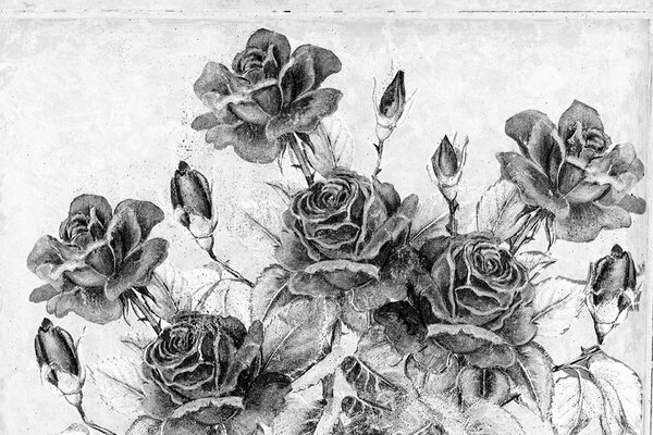 Carta da parati autoadesiva – Bouquet vintage di rose in bianco e nero