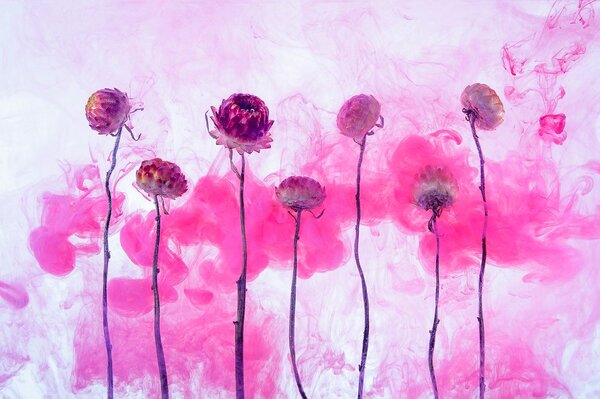 Carta da parati – Fiori con vapore rosa