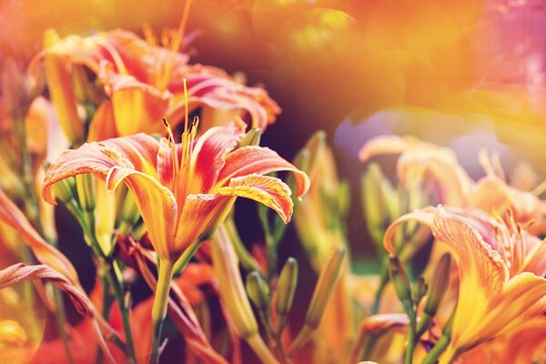 Carta da parati – Fiori in giardino