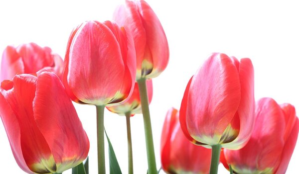 Carta da parati – Tulipani rossi di campo