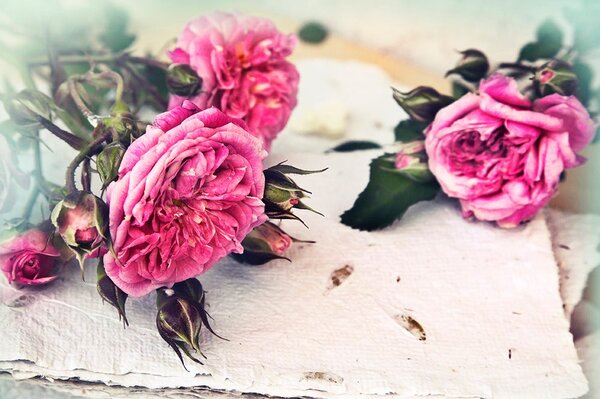 Carta da parati – Rose in fiore