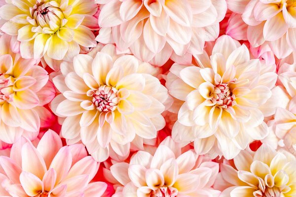 Carta da parati – Fiori di dalia pastello