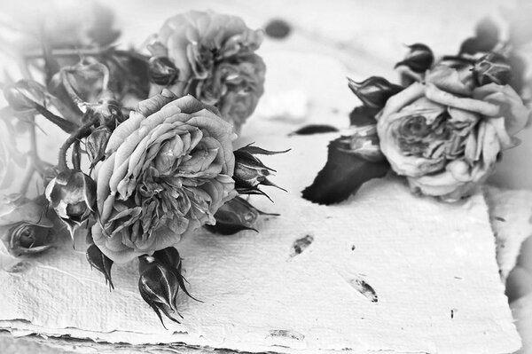 Carta da parati – Rose bianco e nero in fiore