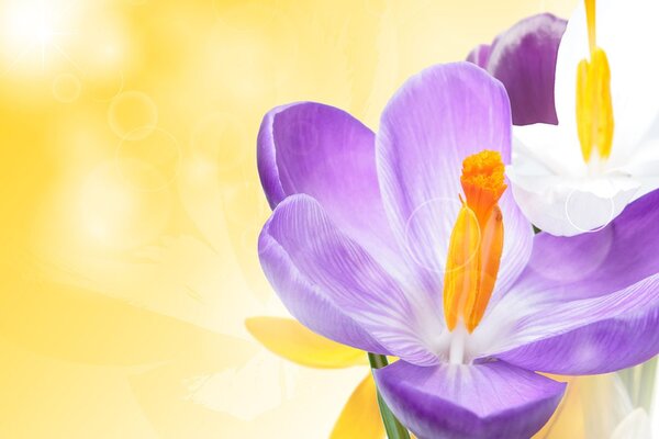 Carta da parati – Fiore in tocco primaverile