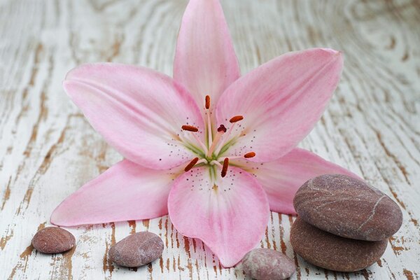 Carta da parati – Giglio rosa e pietre Zen