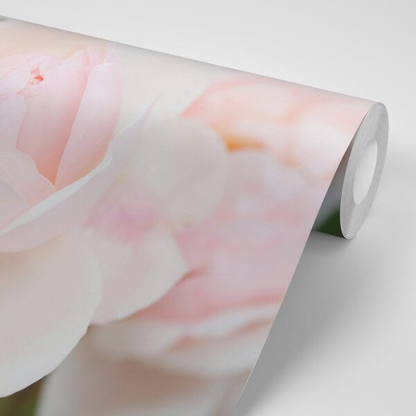 Carta da parati – Rose