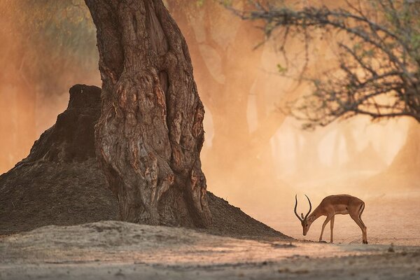 Carta da parati – Antilope africana