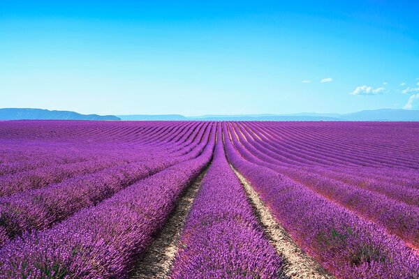Carta da parati – Campo di lavanda infinito