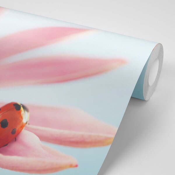 Carta da parati – Coccinella su echinacea