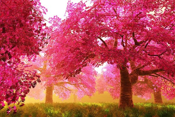 Carta da parati – Alberi di ciliegio in fiore