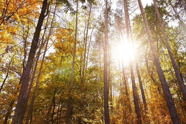 Carta da parati – Foresta nei colori autunnali