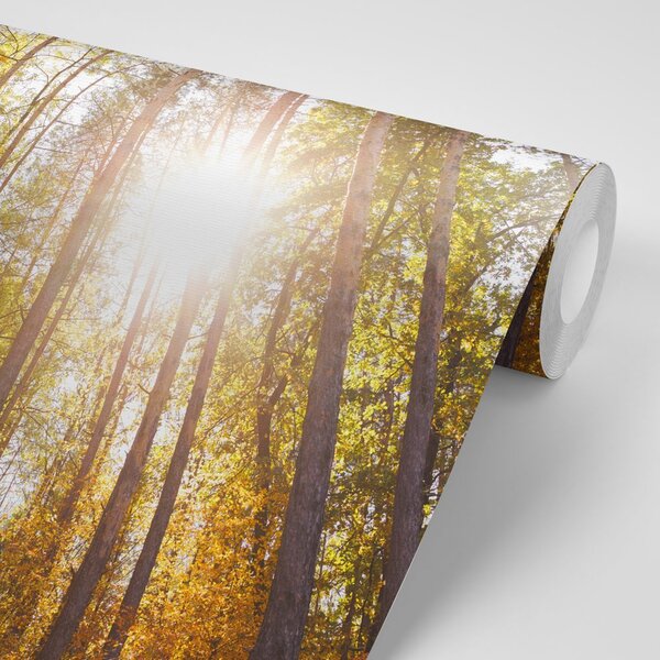 Carta da parati – Foresta nei colori autunnali