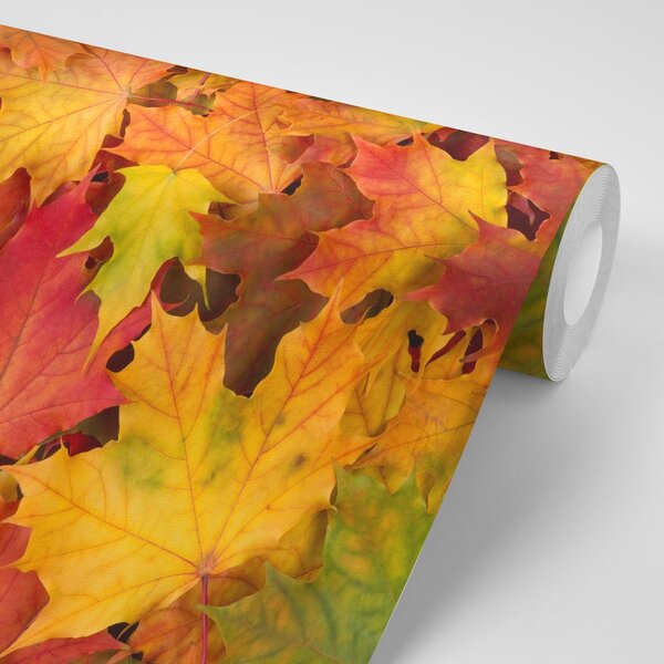 Carta da parati – Foglie d'autunno