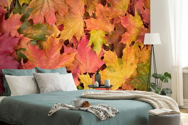 Carta da parati – Foglie d'autunno
