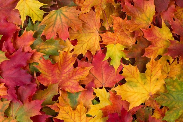 Carta da parati – Foglie d'autunno