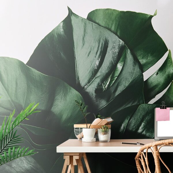 Carta da parati – Foglia di monstera