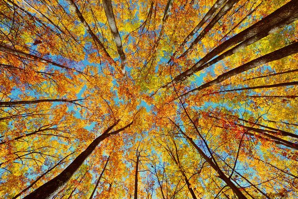 Carta da parati – Corone degli alberi autunnali