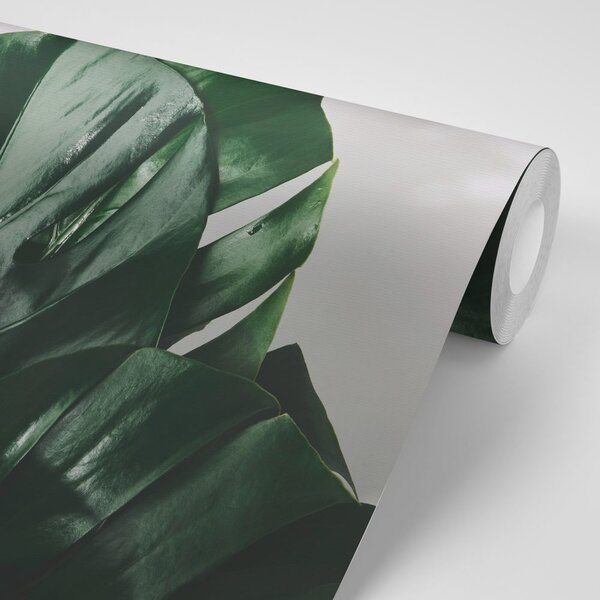 Carta da parati – Foglia di monstera