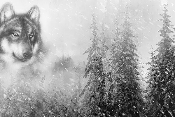Carta da parati – Lupo in bianco e nero in un paesaggio innevato