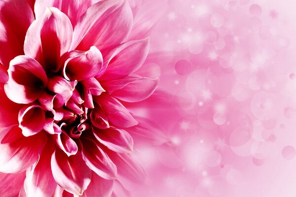 Carta da parati – Fiore rosa