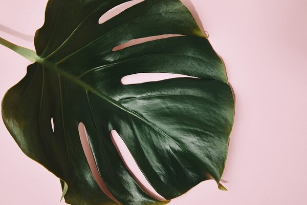 Carta da parati – Foglia di monstera