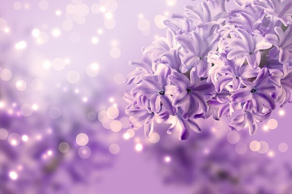 Carta da parati – Fiore lilla