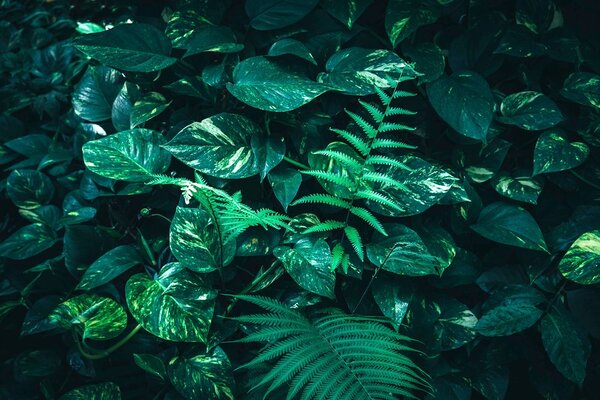 Carta da parati – Foglie tropicali fresche