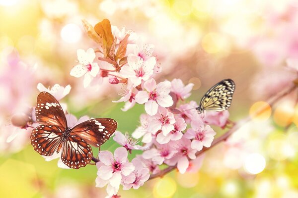 Carta da parati – Fiori primaverili con farfalle esotiche