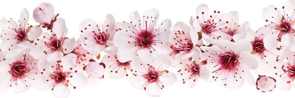 Carta da parati – Fiori di Ciliegio