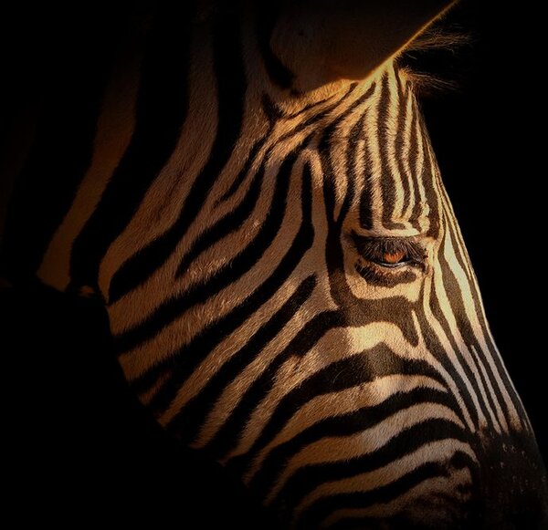 Carta da parati – Ritratto di zebra
