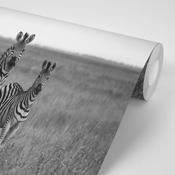 Carta da parati – Tre zebre in bianco e nero nella savana