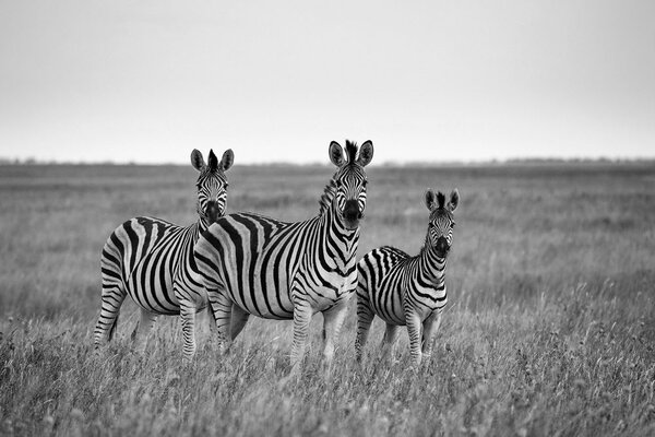 Carta da parati – Tre zebre in bianco e nero nella savana