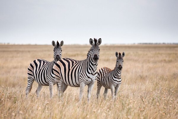 Carta da parati – Tre zebre nella savana