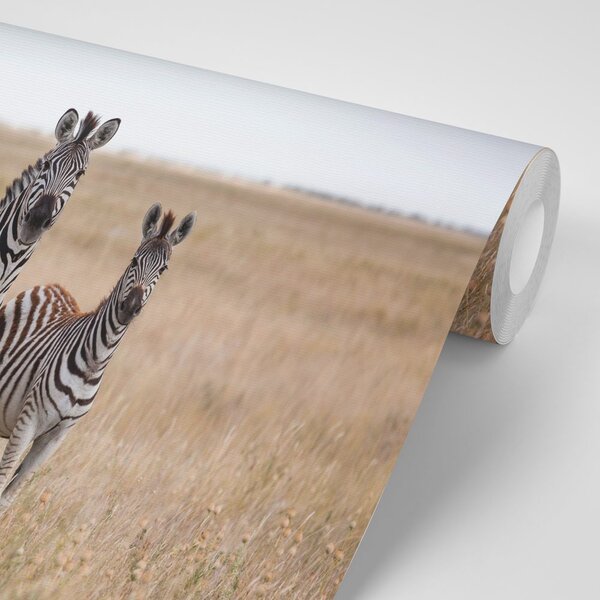 Carta da parati – Tre zebre nella savana