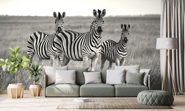Carta da parati – Tre zebre in bianco e nero nella savana