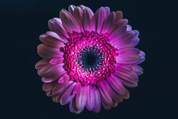 Carta da parati – Gerbera Porpora