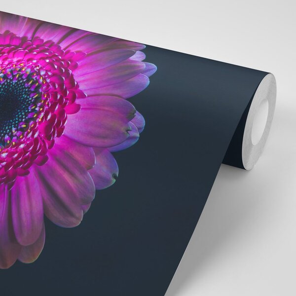 Carta da parati – Gerbera Porpora