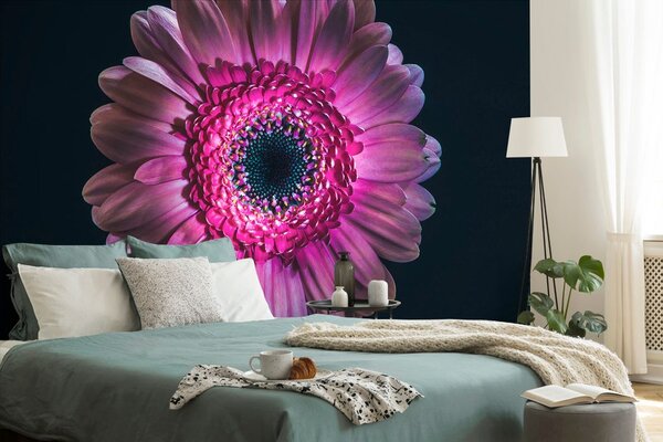 Carta da parati – Gerbera Porpora