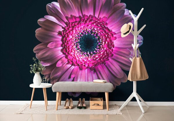 Carta da parati – Gerbera Porpora