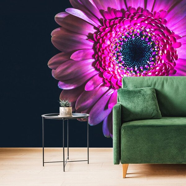 Carta da parati – Gerbera Porpora