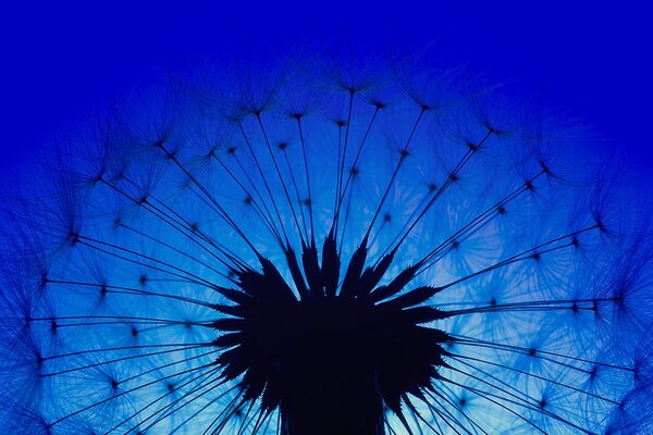 Carta da parati – Soffione blu
