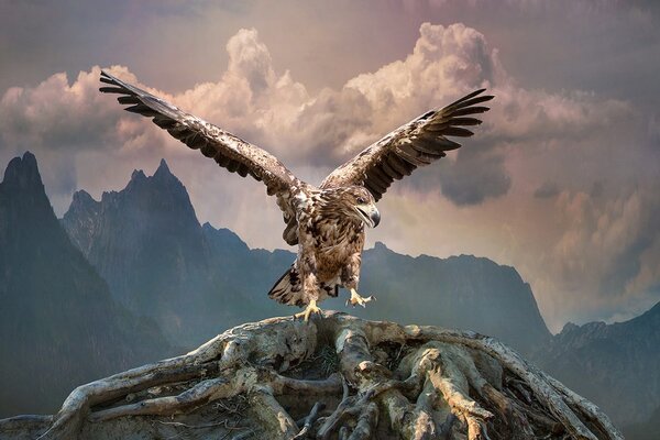 Carta da parati – Aquila con ali spiegate sulle montagne