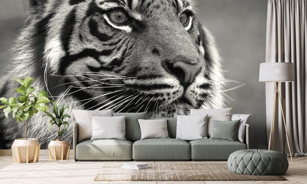 Carta da parati – Tigre del Bengala in bianco e nero