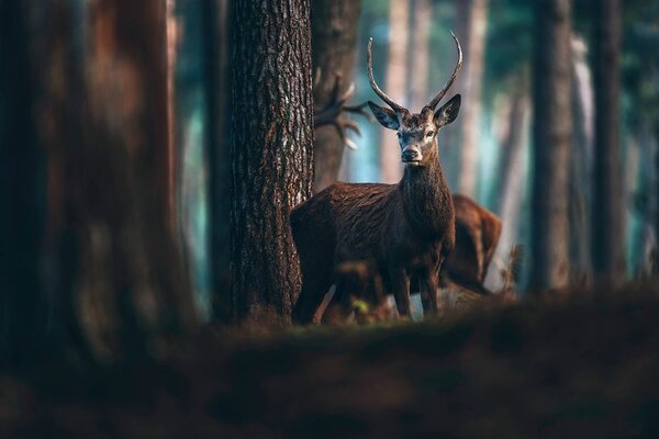 Carta da parati – Cervo nel bosco