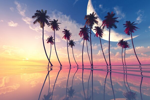 Carta da parati – Tramonto sopra palme tropicali