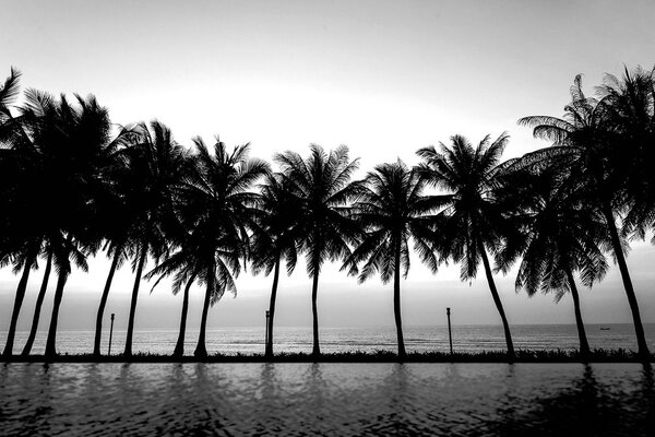 Carta da parati – Tramonto sopra le palme in bianco e nero