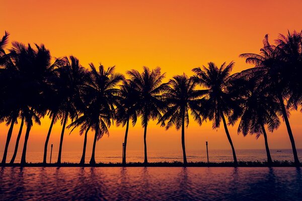 Carta da parati – Tramonto sulle palme