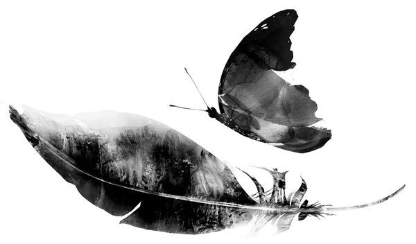 Carta da parati – Piuma con farfalla in bianco e nero