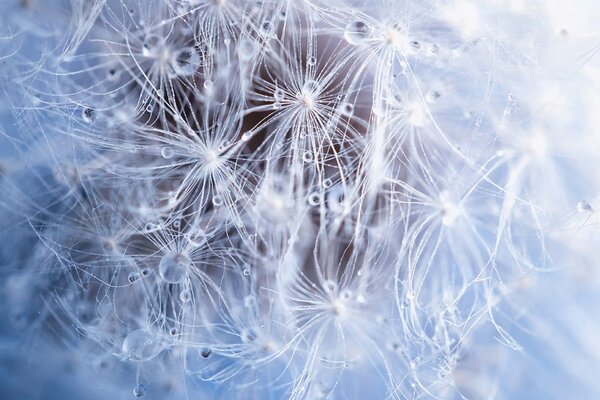 Carta da parati – Soffione macro
