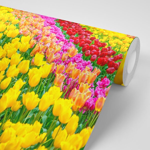 Carta da parati – Giardino pieno di tulipani